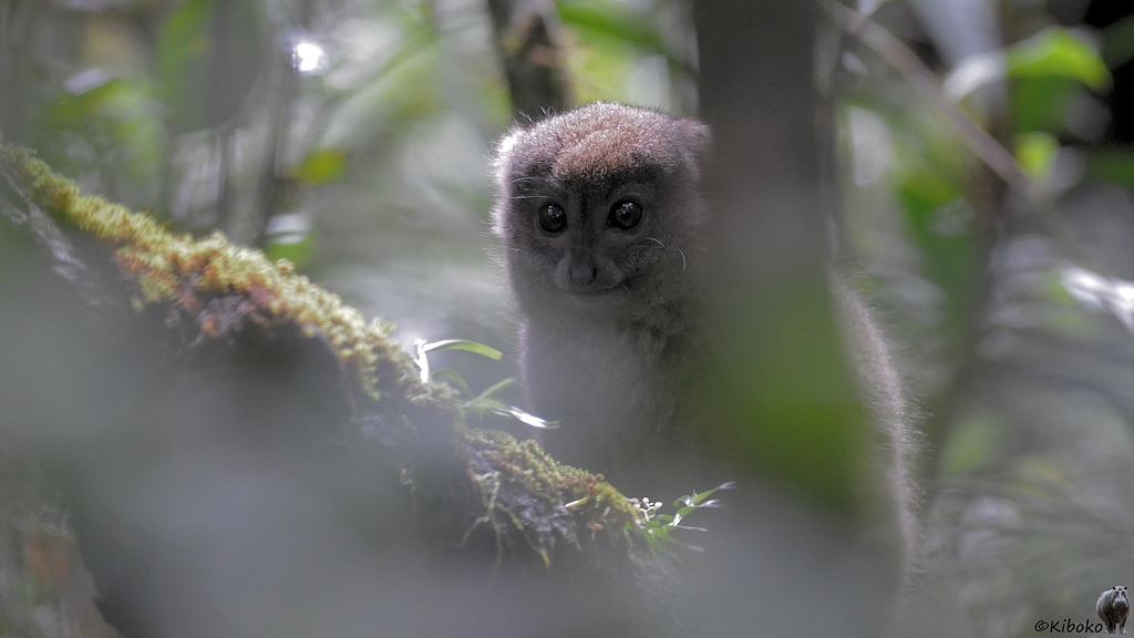 Porträt eines graubraunen Lemurs. Blätter in der Sichtlinie erzeugen einen unscharfen Vordergrund.