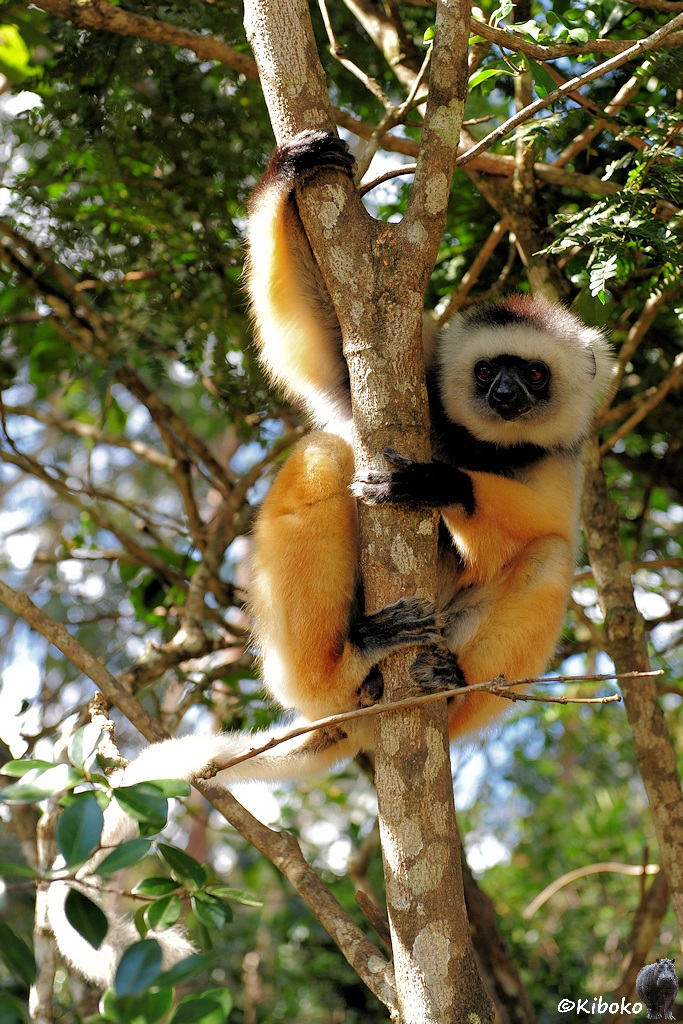 Ein weiß-schwarz-orangener Lemur hängt an einem Baum.