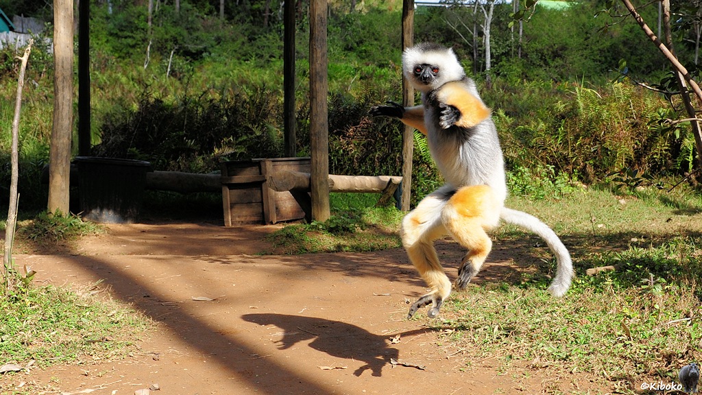 Der weiß-schwarz-orangene Lemur kommt in großen Sprüngen entgegen