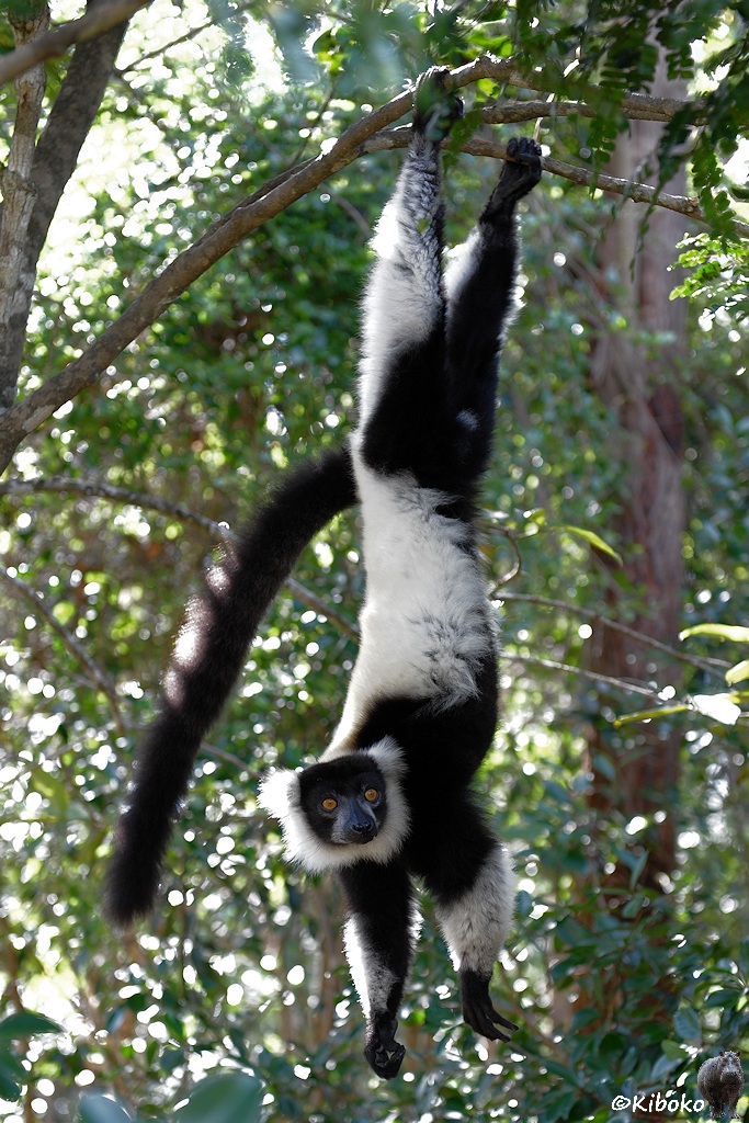 Ein schwarz-weißer Lemur hält sich mit dem Füßen an einem Ast und hängt mit dem Kopf nach unten.