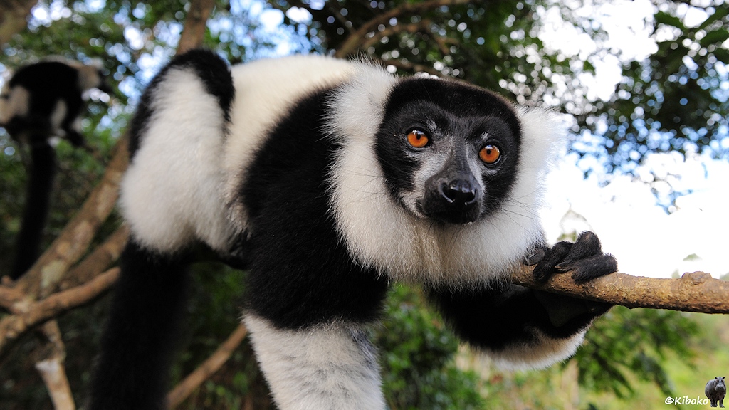 Ein schwarz-weißer Lemur mit orangenen Augen liegt gemütlich auf einem Ast.