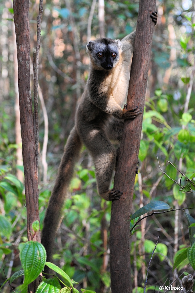 Ein brauner Lemur klettert an einen dünnen Baumstamm hoch und schaut erwartungsvoll in die Kamera.