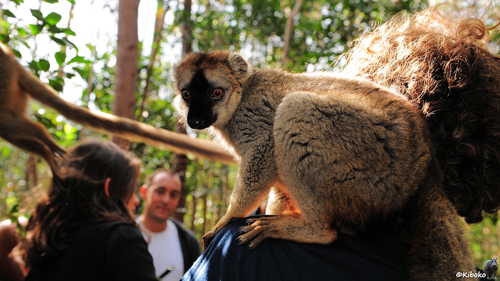Ein brauner Lemur sitzt auf der Schulter eines langhaarigen Touristen.