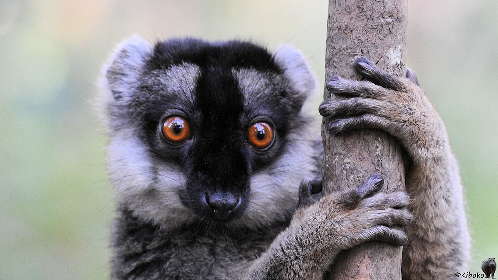 Porträt eines braunen Lemurs mit Halskrause aus weißem Fell und orangenen Augen