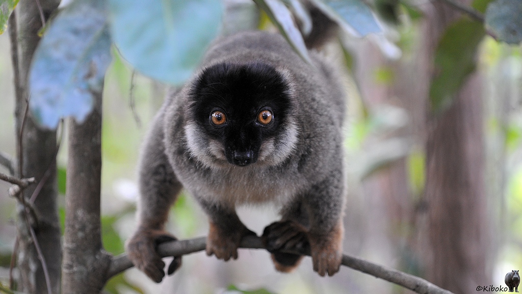 Brauner Lemur mit schwarzem Gesicht sitzt sprungbereit auf einem dünnen Ast.