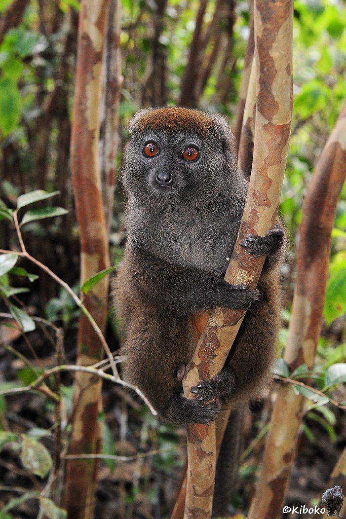 Ein graubrauner Lemur klammert sich an einen dünnen Baumstamm.