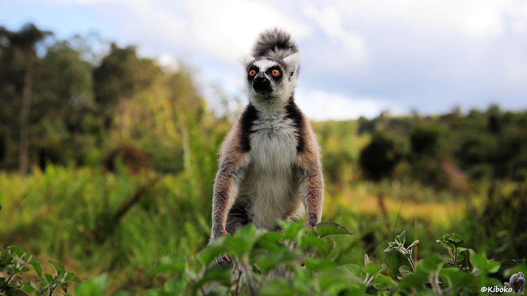 Ein kleiner weiß-brauner Lemur schaut erwartungsvoll mit weit aufgerissenen orangenen Augen.