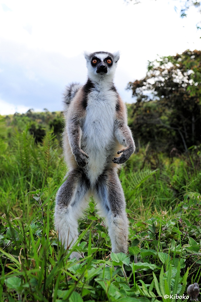 Ein braun-weißer Lemur steht aufrecht auf einer Wiese.