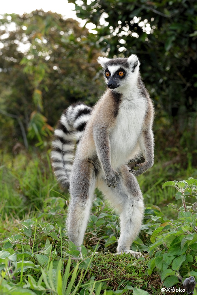 Stehender braun-weißer Lemur zeigt seinen charakteristischen schwarz-weiß geringelten Schwanz.