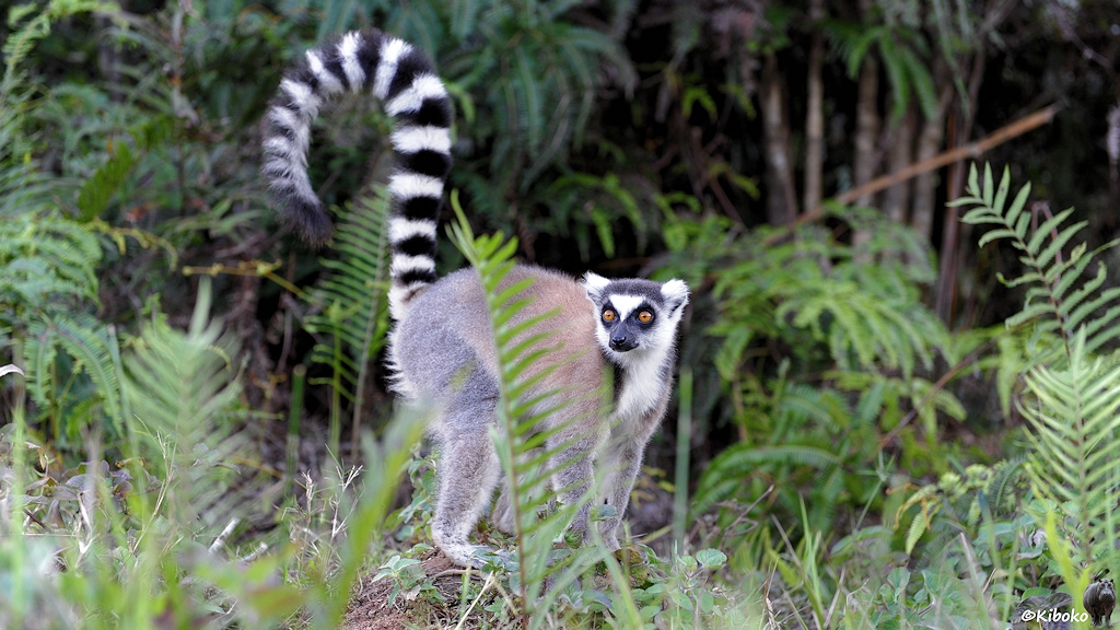 Ein braun-weißer Lemur steht auf allen vieren und reckt seinen Ringelschwanz in die Höhe.