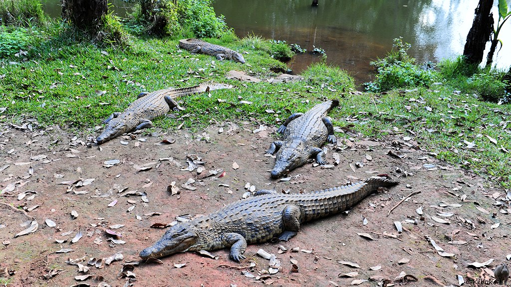 Vier Krokodile liegen am Rand eines Sees.