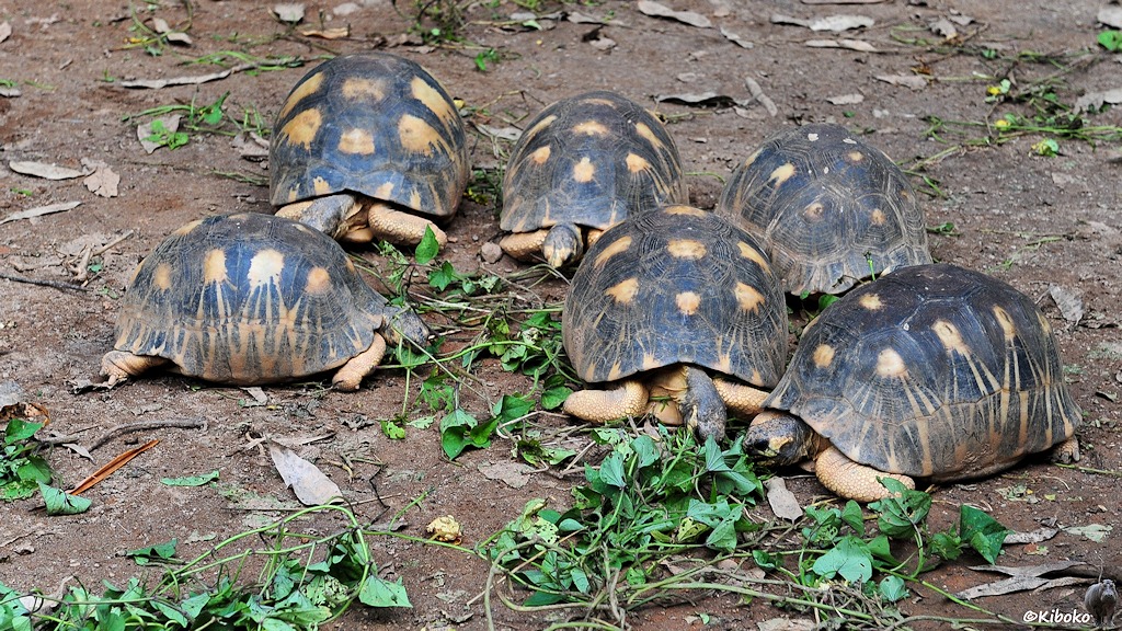 Sechs Schildkröten mit dunklem Panerzer mit beigefarbenen Punkten, von denen Strahlen zum Rand führen fressen frische Blätter.