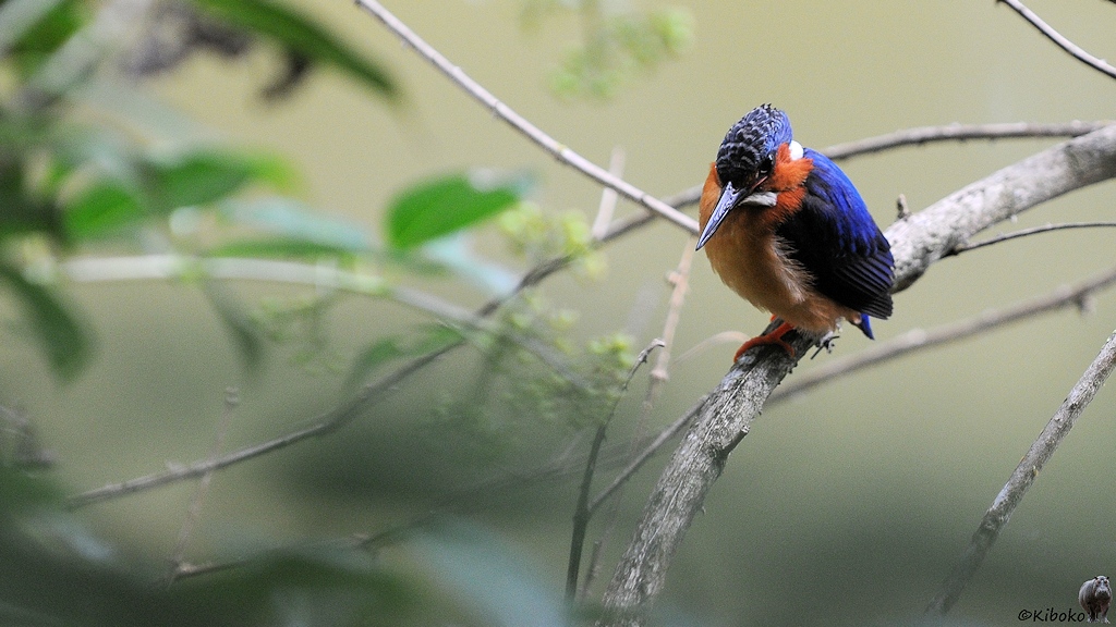 Ein kleiner orangebrauner Vogel mit blau-schwarzen Flügelgefieder, blauer Haube und langen sachwarzen Schnabel sitzt auf einem Ast über einen Teich.