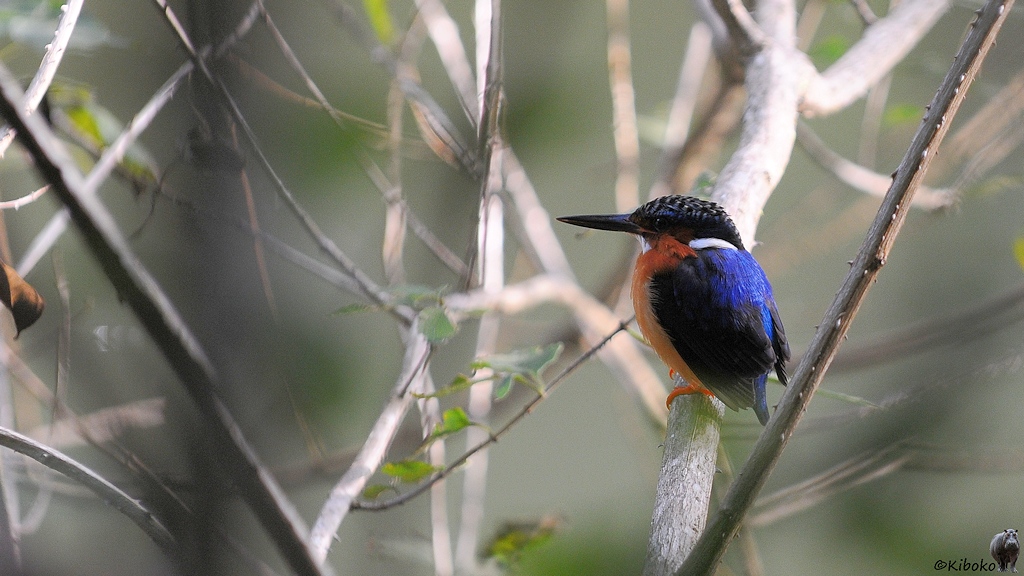 Ein kleiner orangebrauner Vogel mit blau-schwarzen Flügelgefieder, blauer Haube und langen sachwarzen Schnabel sitzt auf einem Ast über einen Teich.