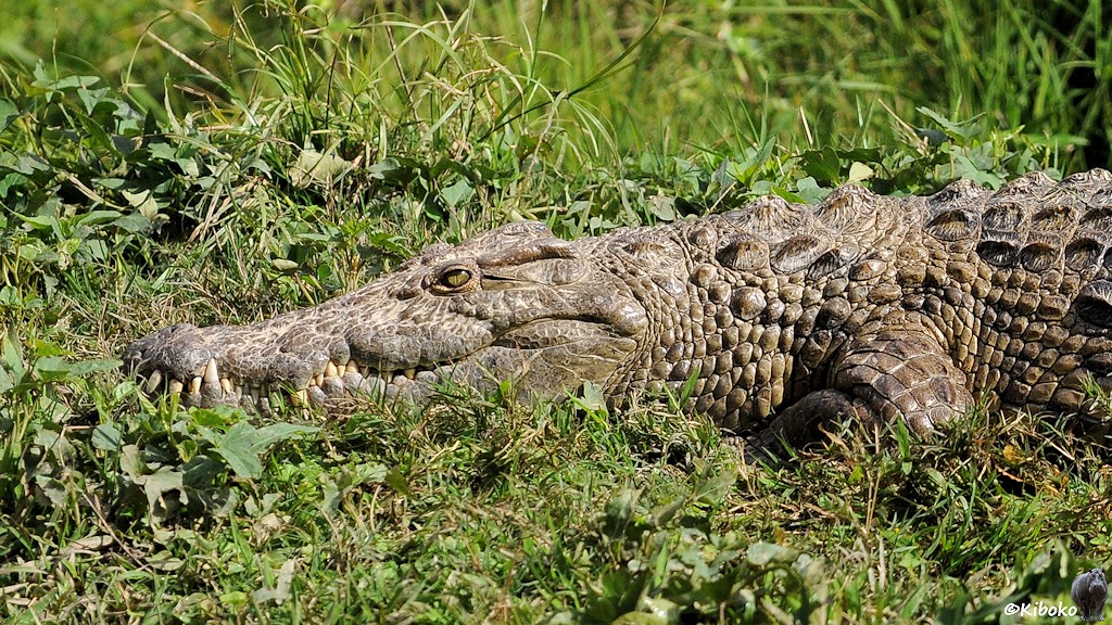 Seitenporträt eines Krokodils auf einer Wiese.
