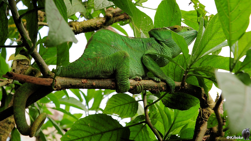 Ein großes, grünes Chamäleon sitzt auf einem waagerechten Ast zwischen grünen Blättern.
