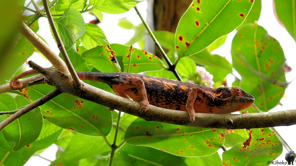 Ein orange-schwarz geflecktes Chamäleon steht auf einem waagerechten Ast unter grünen Blättern.