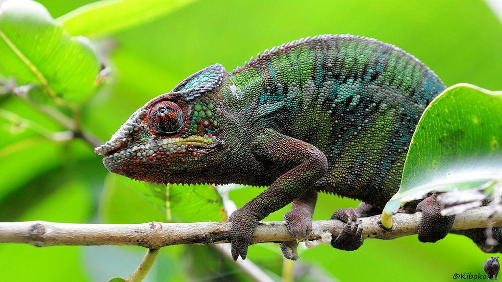 Ein großes Chamäleon kommt auf einem Waagerechten Ast hinter Blättern hervor. Die Seiten sind ein Streifen-Flecken-Muster in grün, hellblau, türkis und schwarz. Um den Augen sind orange Flecke.