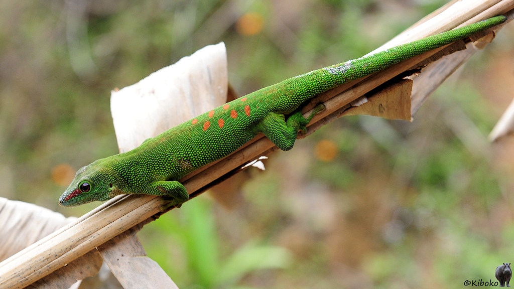 Ein grüner Gecko mit orangen Tupfen auf dem Rücken und einen roten Streifen zwischen Nasenspitze und Auge sitzt auf einem diagonal durch das Bild führenden beigefarbenen Stock.