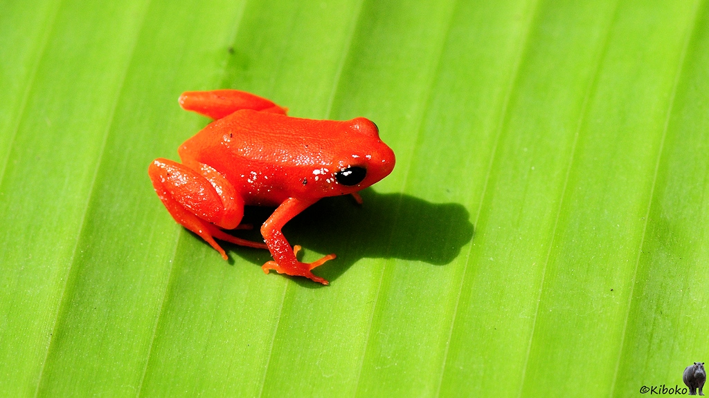 Ein kleiner orangefarbener Frosch mit schwarzen Augen sitzt auf einem großen hellgrünen Blatt.