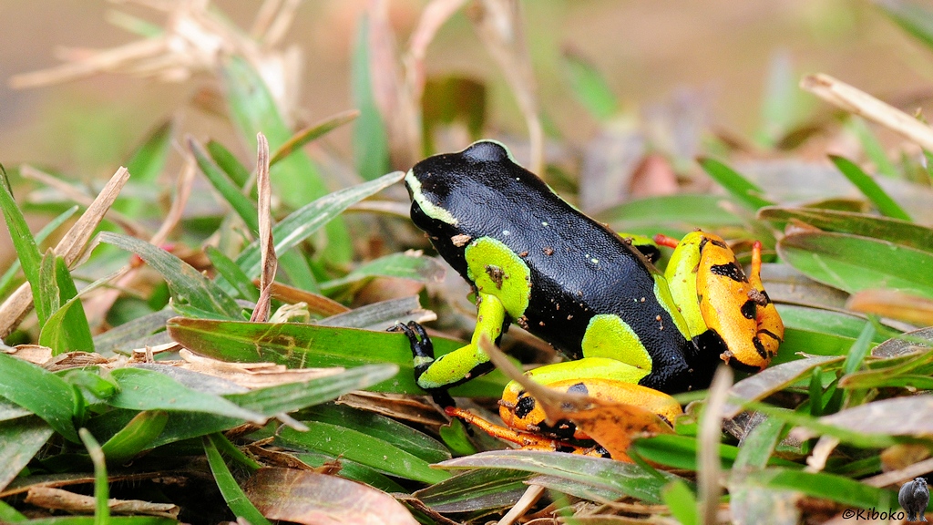 Ein kleiner schwarzer Frosch mit grünen Vorderbeinen und gelb-schwarzen Hinterbeinen sitzt im Gras.