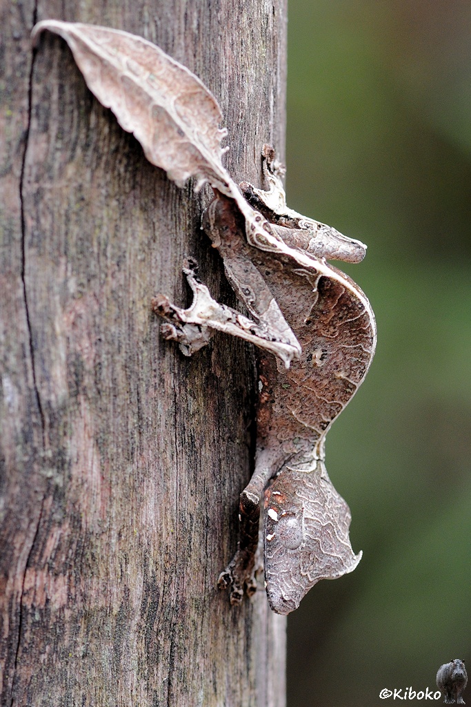 Ein graubrauner Gecko mit breitem, flachen, blattförmigen Schwanz sitzt getarnt mit dem Kopf nach unten an einem Stamm.