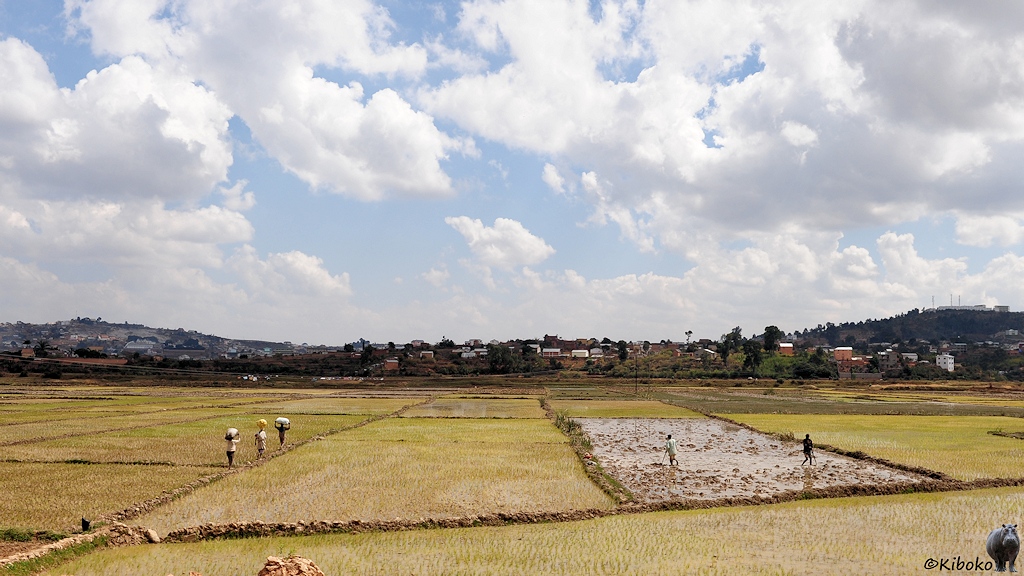 Auf einer Ebene sind frisch gepflanzte Reisefelder. Ein Reisfeld wird noch von zwei Männern in Handarbeit beackert. Drei Frauen laufen auf einem schmalen Damm zwischen zwei Reisfelder und tragen Säcke auf dem Kopf. In Hintergrund sind die Häuser einer Stadt.