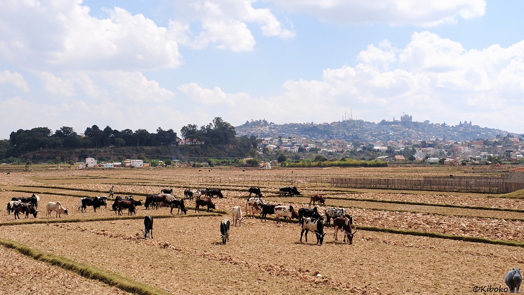 Eine Herde schwarzer, weißer und brauner Kühe weidet auf trockenen, abgeernteten Reisfeldern. Im Hintergrund sind auf Hügeln die Häuser einer Stadt.