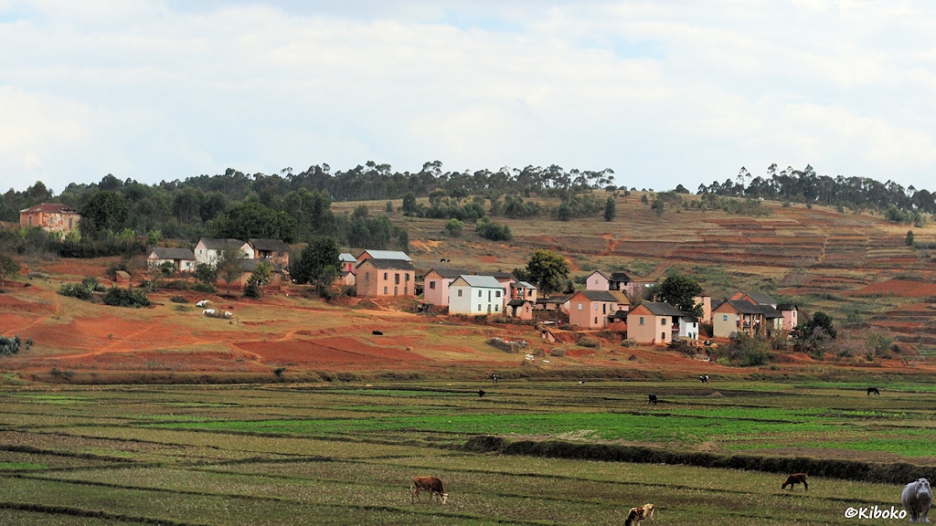 Rosa und weiße Häuser stehen an einem gegenüberliegenden Berghang. Im Tal sind abgeerntete Reisfelder, auf denen Kühe grasen. Im Hintergrund ist ein Hügel mit Terassenfeldern am Hang und wenigen Eukalyptusbäumen auf dem Bergkamm.