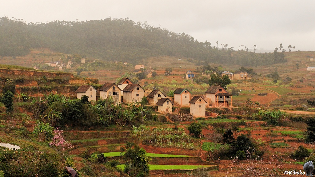 Das Bild zeigt eine kleine Ortschaft aus hellgrauen kleinen, zweigeschossigen Häusern mit spitzen Dächern an einem Hang mit Reisfeldern auf Terassen.
