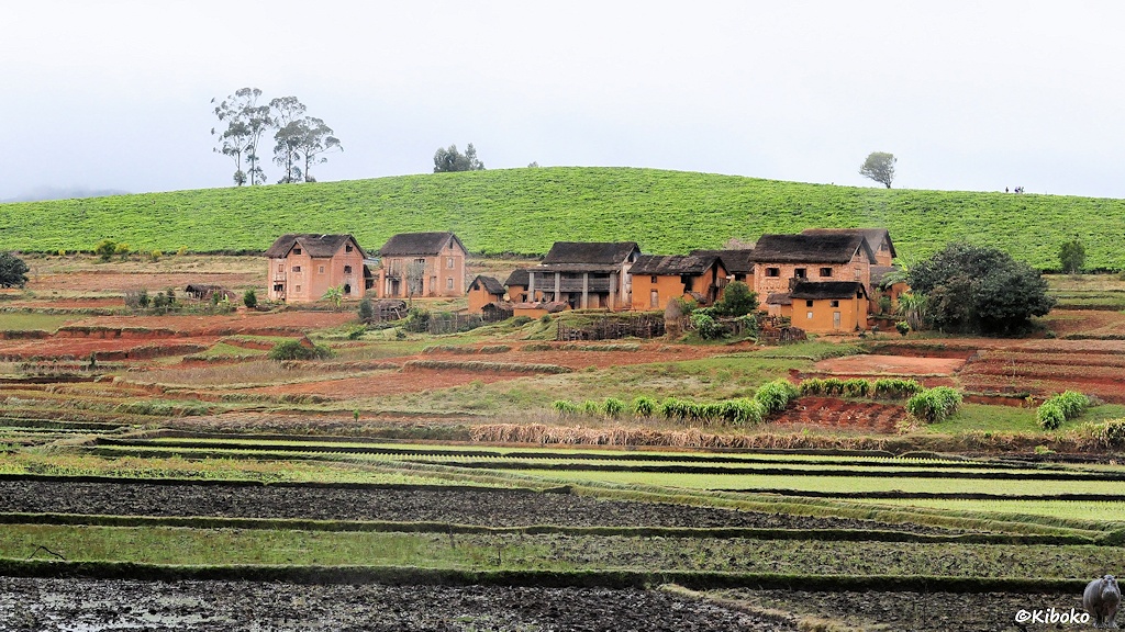 Das Bild zeigt eine Häusergruppe aus rosafarbenen bis orangefarbenen Lehmhäusern an einem flachen Hang. Davor sind frisch gepflügte Reisefelder. Der Hügel dahinter ist eine große Teeplantage.