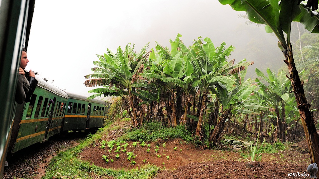 Das Bild zeigt die Personenwagen des Zuges in einer Kurve. In der Innenkurve stehen Bananenstauden.