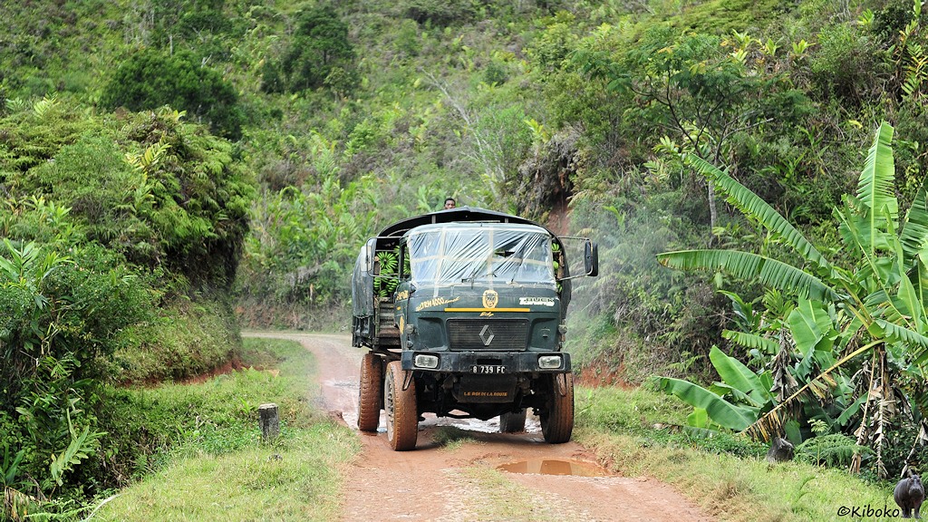 Das Bild zeigt einen dunkelgrünen Renaul LKW während er durch eine Pfütze auf einer einspurigen gepflasterten Straße fährt. Auf der Ladefläche sind grüne Bananen.