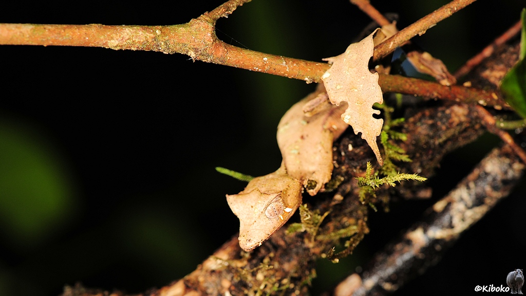 Das Bild zeigt einen einen beigefarbenen Blattschwanzgecko der mit sich dem Kopf nach unten um einen Ast gewickelt hat.