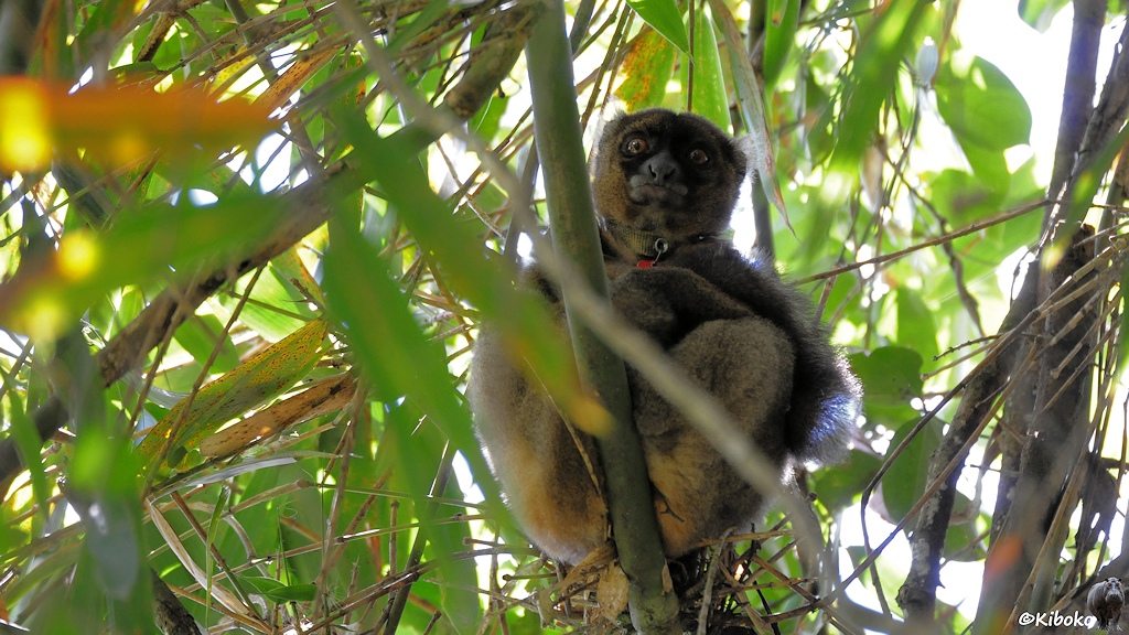 Ein beigefarbener Lemur mit schwarzem Gesicht und braunorangen Augen sitzt auf einem Bambuasstab und schaut in die Kamera.