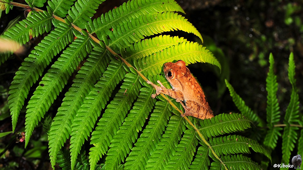 Das Bild zeigt einen kleinen braunen Frosch, der auf einem Farnblatt sitzt.