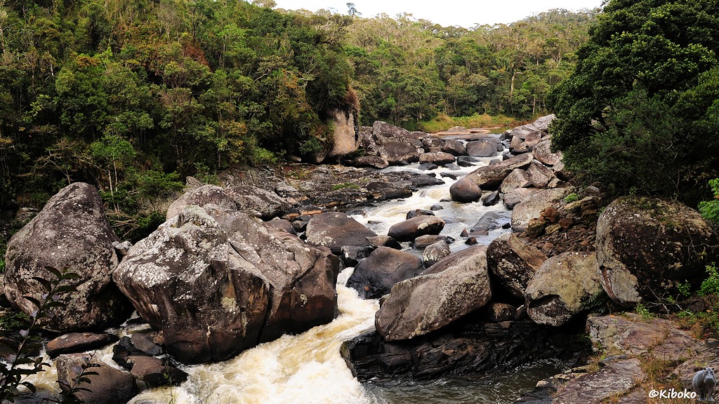 Das Bild zeigt einen schäumenden Bach der in einem Tal zwischen großen grauen Steinblöcken stürzt. Die Ufer sind mit dichten, aber niedrigen Regenwaldbäumen bewachsen.