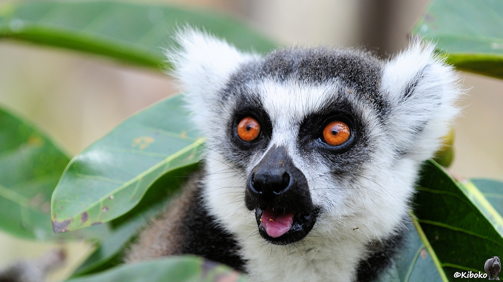 Das Bild zeigt das Porträt eines Lemurs mit weißem Gesicht, schwarzer Nase, dunkelgrauen Augenringen, dunkler Kappe und weit aufgerissenen orangen Augen. Der Mund ist offen und er steckt seine rosarote Zunge raus.