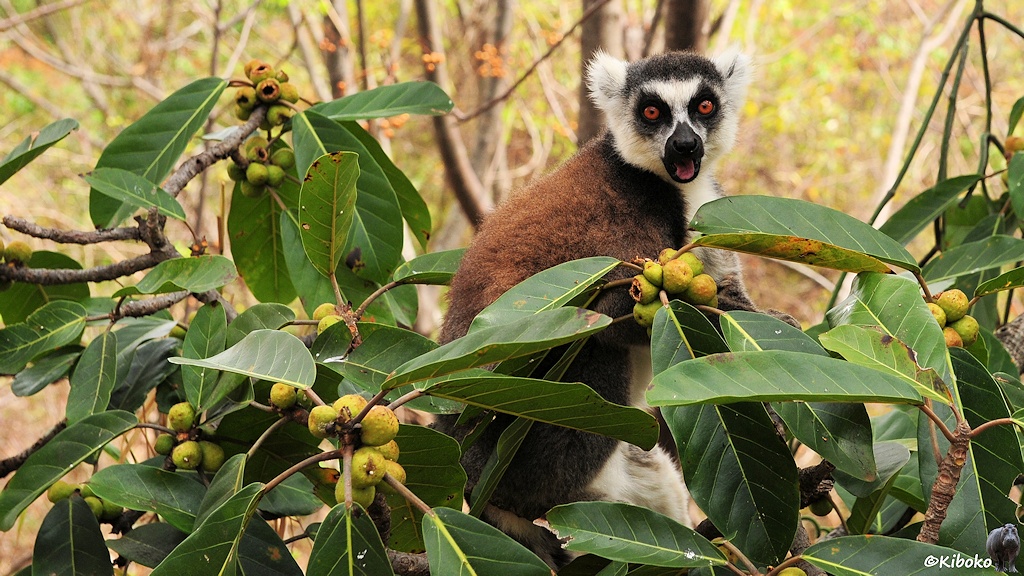 Das Bild zeigt einen Lemur mit braunem Rücken, schwarzer Halskrause, weißem Gesicht und oragnenen Augen auf einen Ast zwischen länglichen grünen Blättern und gelbgrünen Früchten.