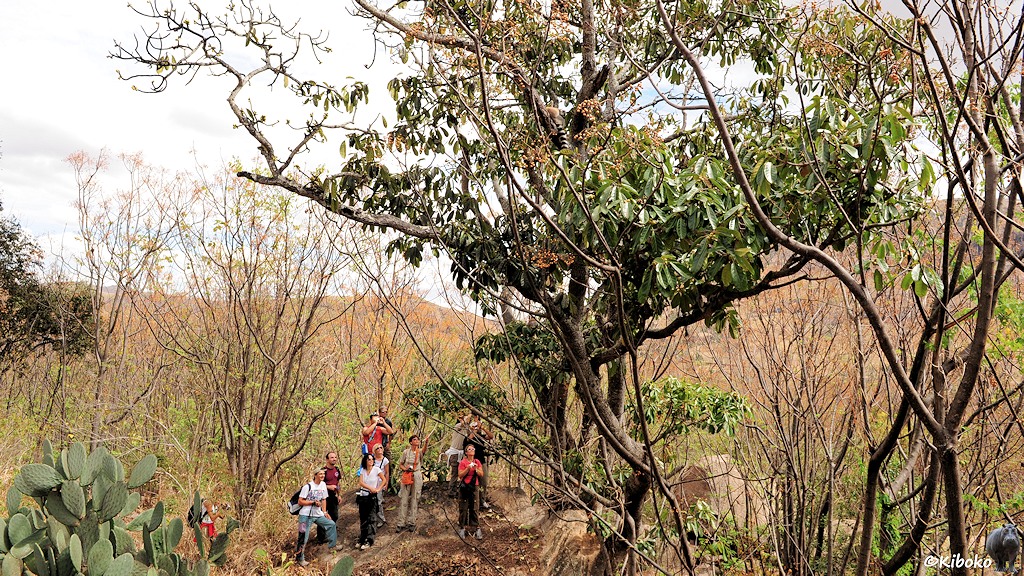 Das Bild zeigt eine Touristengruppe vor einem Feigenbaum mit grünen Blättern. Ein paar Lemuren sitzen oben im Baum.