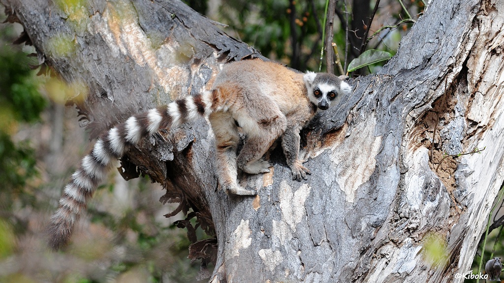Das Bild zeigt einen grau-braun-weißen Lemur mit langen weiß-schwarz geringelten Schwanz an einem Baumstamm.