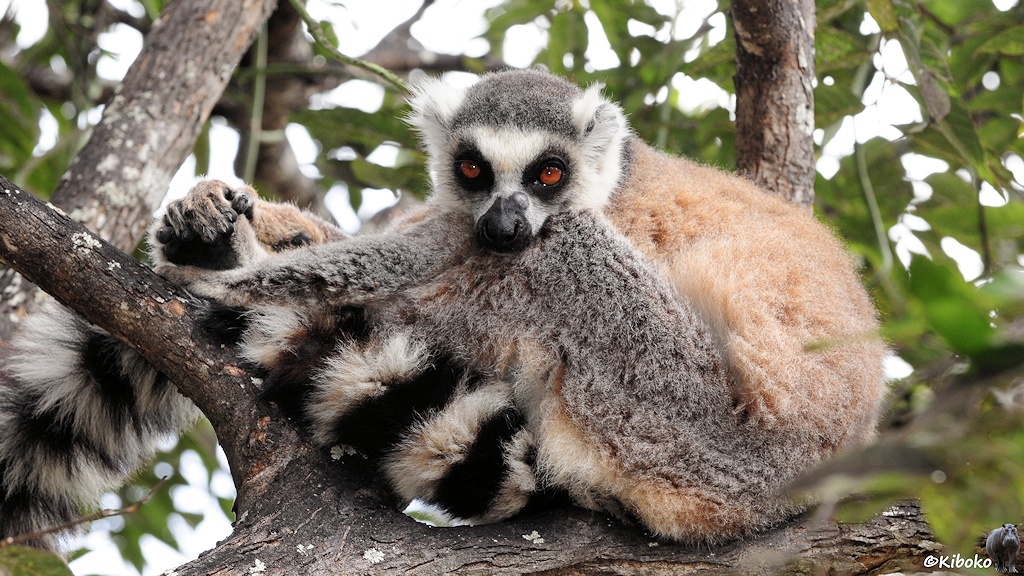 Das Bild zeigt einen grau-brau-weißen Lemur auf einen Baum sitzen. Den Rignelschwanz hat er auf einen Ast abgelegt.