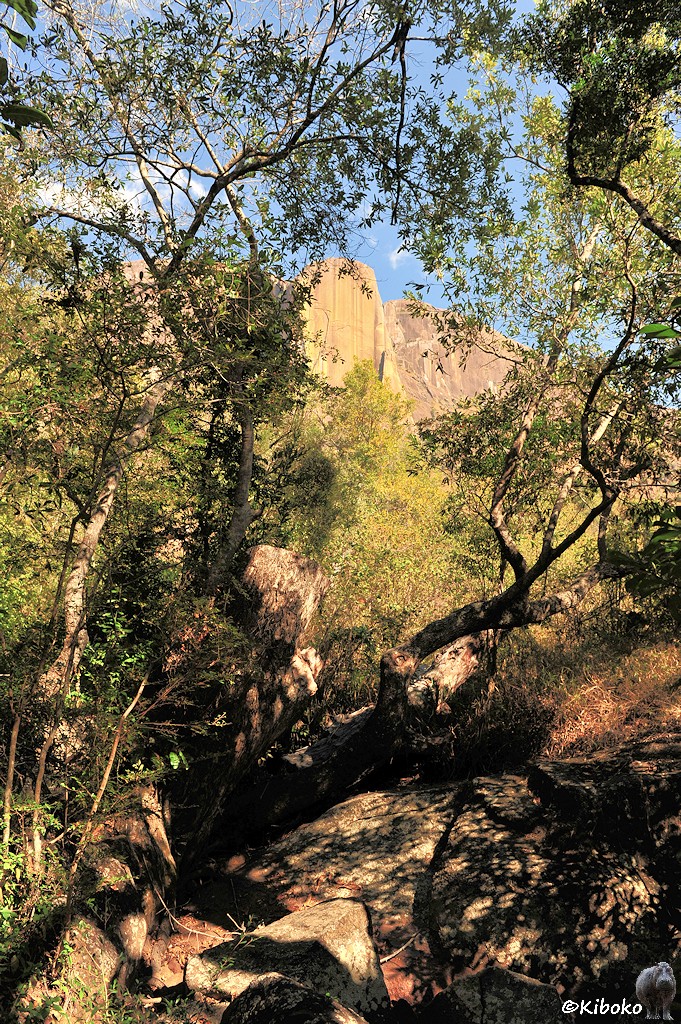 Das Bild zeigt einen Weg über graue Felsen zwischen dünnen Bäumen mit kleinen Blättern im Hochformat. Zwwischen den Blättern schauen die Felsen eines Bergmassivs hervor.