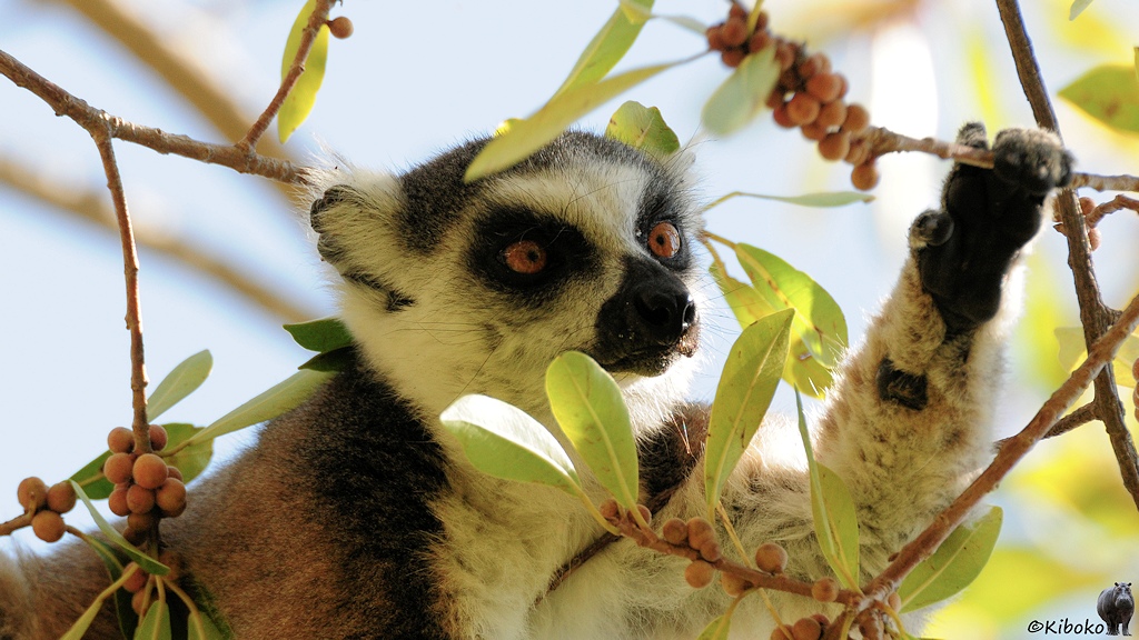 Das Bild zeigt das Proträt eines Lemurs beim Greifen eines dünnen Astes, an dem kleine gelborange Früchte in einer Traube hängen.