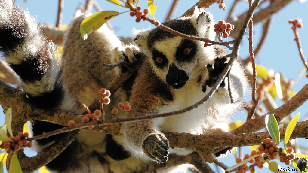Das Bild zeigt einen Lemur schräg von Unten. Er balanciert auf einen dünnen Ast und greift nach den Früchten an einem ganz dünnen Ast in der Nähe.