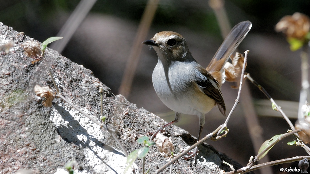 Das Bild zeigt einen kleinen grauen Vogel mit braunem Rücken und hoch aufgestellten Schwanzfedern auf einen Felsen.
