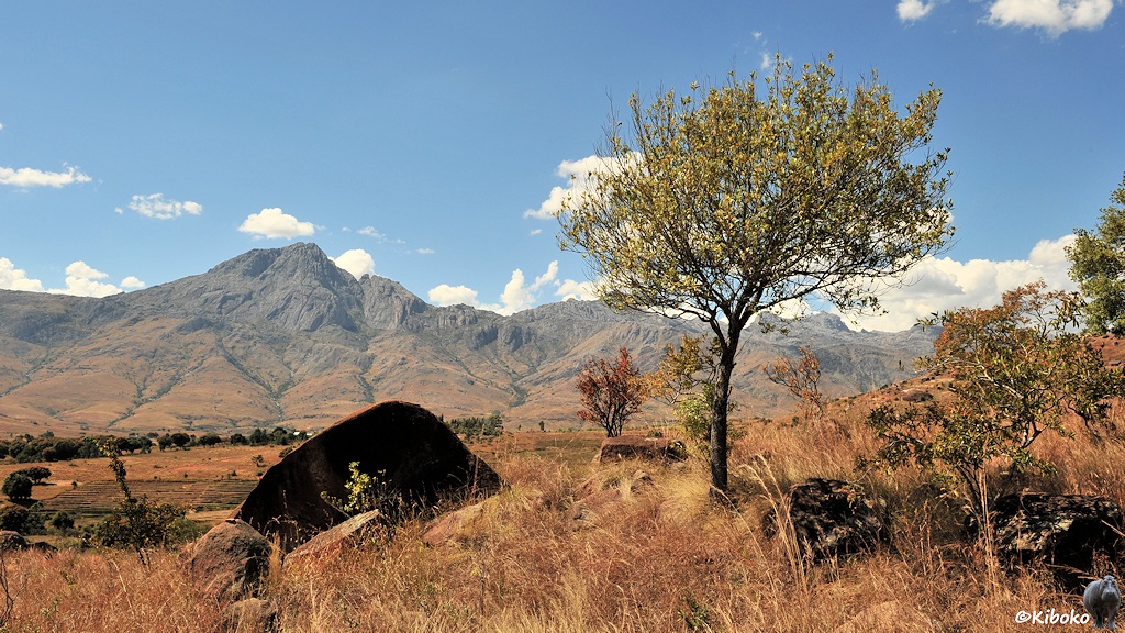 Das Bild zeigt einen kleinen Baum und links daneben ein Felsen von der Schattenseite. Dahinter ist ein Tal und ein Gebirge mit felsigen Bergspitzen.