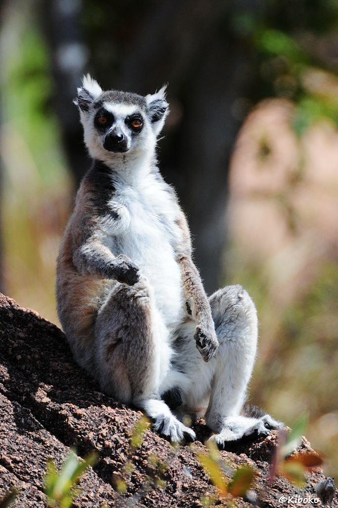 Das Bild zeigt Aufnahme eines sitzenden grau-braunen Lemurs mit weißen Bauch im Hochformat. Der Lemur sitzt aufrecht und schaut mit seinen orangen Augen in die Kamera.