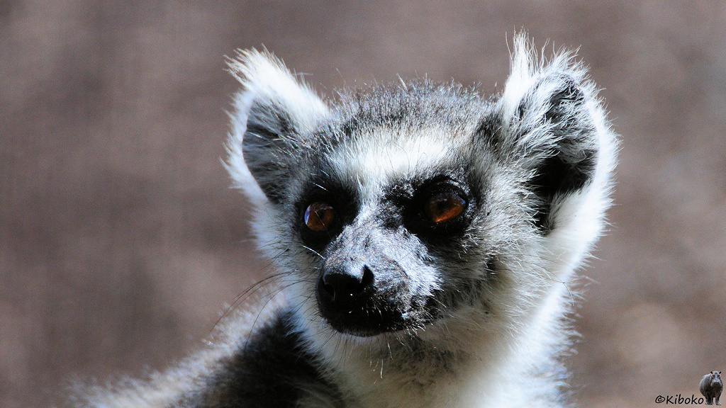 Das Bild zeigt das Porträt eines Lemurs mit weißem Hals, weißen Stirnfleck, weiß umringten Ohren, schwarzer Nase, dunkelgrauer Kappe und dunklen Ringen um die orangen Augen.