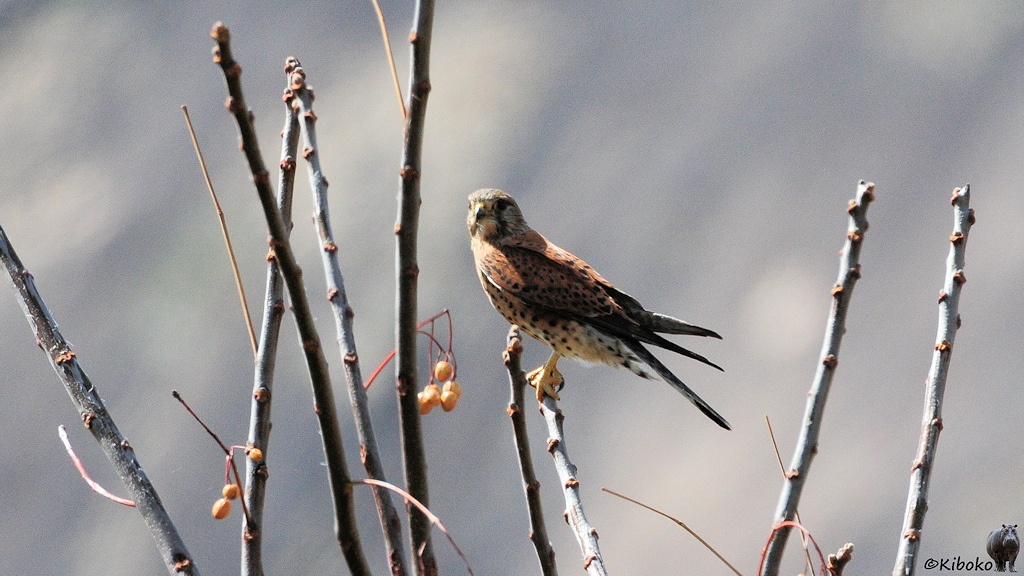 Das Bild zeigt einen kleinen braunen Raubvogel mit beigen Bauch, gelben Füßen und gelb-schwarzen Schnabel. Am Rücken und Bauch hat der Vogel schwarze Punkte. Er sitzt am oberen Ende von trockenen Zweigen eines Busches.